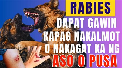 Nakagat ba o nakalmot ng aso, .
